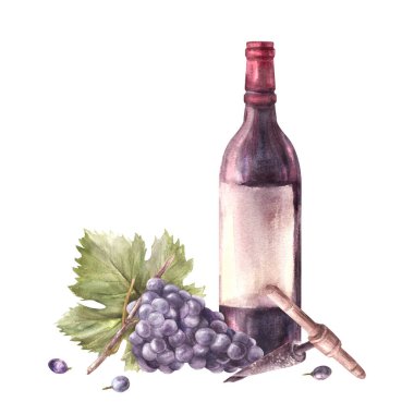 A bottle of red wine with bunch of grapes and grapevine, corkscrew. Watercolour hand draw illustration on white background. Wine making printing of label, flyer, drink menu, wine list, sticker magnet clipart