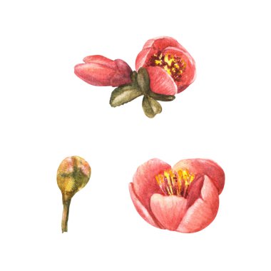 Suluboya el çiçek, tomurcuk ve baldıran yaprağı, elma ya da Japon armut ağacı seti, bahar çiçekleri. Çıkartmalar, baskılar, etiketler için klipsli çizimler. İzole edilmiş beyaz arkaplan.