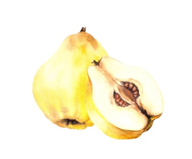 El boyası suluboya düzenleme. Sarı, olgun, sulu ayva bütün ve içinde tohumlar olan meyveleri doğra. Çıkartma, yemek, içecek etiketi, baskı ve logo için Clipart illüstrasyon. Beyaz arkaplanda izole.