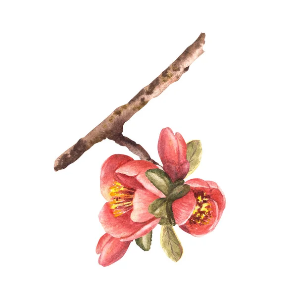 Akvarell Handritade Arrangemang Blommor Knoppar Och Blad Kvitten Äpple Eller — Stockfoto