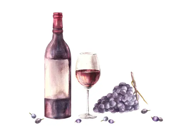 A bottle and glass of red wine with bunch of grape and berries. Watercolour hand draw food illustration on white background. Wine making clipart for your print of label sticker, menu, wine list, card