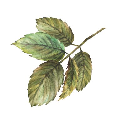 Güller, güller, güller, güller, güller yeşil yapraklar dalları. Etiketiniz, tıbbi etiket baskınız, logonuz, kartınız için el çizimi suluboya çizimi. Bitkisel botanik klibi izole edilmiş beyaz arkaplan