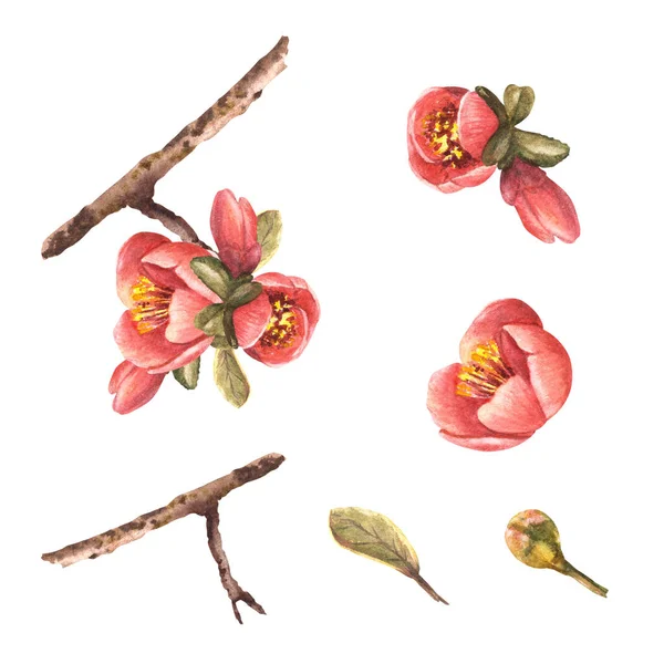 Akvarell Handritade Set Filial Blommor Knoppar Och Blad Kvitten Äpple — Stockfoto