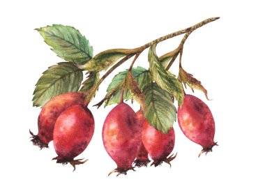 Kırmızı yaban elması meyveli yabani gül ağaçları, yeşil yapraklı köpek gülü. Çıkartma, etiket izi, logo, kart tasarımı için elle çizilmiş suluboya çizimi Beyaz arkaplanda izole edilmiş Clipart