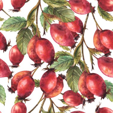 Kırmızı yaban elması meyveli yabani gül ağaçları, yeşil yapraklı köpek gülü. Kusursuz desenli El, suluboya çizim etiketi, duvar kağıdı, ambalaj kağıdı, kumaş. İzole edilmiş beyaz arkaplan