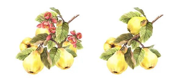 Handmålade Akvarell Uppsättning Gula Kvitten Hela Frukter Med Blommor Knoppar — Stockfoto