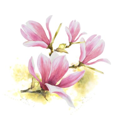 Magnolia pembe çiçek dalı. Suluboya el çizimi, yeşil lekeli beyaz arka planda izole edilmiş. Selamlar, davetiyeler, yıldönümleri, düğünler, doğum günü kartları, çıkartmalar için tırman.