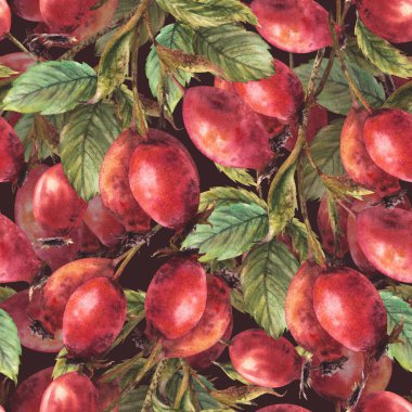 Kırmızı yaban elması meyveli yabani gül ağaçları, yeşil yapraklı köpek gülü. Kusursuz desenli El, suluboya çizim etiketi, duvar kağıdı, ambalaj kağıdı, kumaş. İzole edilmiş koyu arkaplan