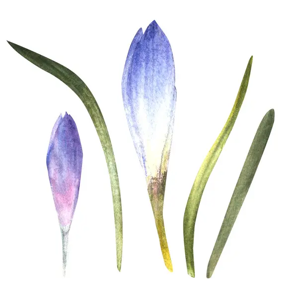 Akvarell Tidig Vår Blommor Blå Violett Krokusar Primära Blommor Saffran — Stockfoto