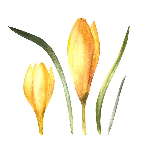 Akvarell Tidiga Våren Blommor Gula Krokusar Primära Blommor Saffran Handritad — Stockfoto