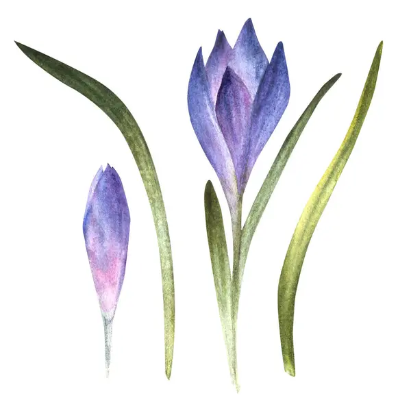 Akvarell Tidig Vår Blommor Blå Violett Krokusar Primära Blommor Saffran — Stockfoto