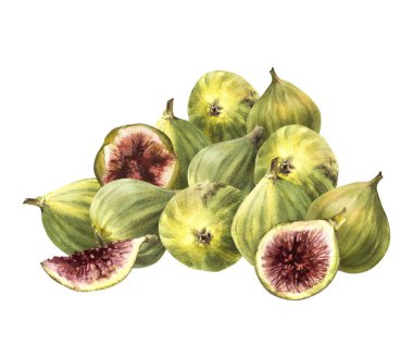 Olgun, sulu yeşil incir yığını, olgunlaşmış toplanmış ve meyve kesimi. Yiyecek, kart, etiket, etiket, logo, fiyat etiketi. El çizilmiş suluboya illüstrasyon. Beyaz arkaplanda izole