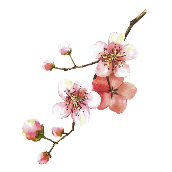 A blossoming branch from tree, sakura, cherry, apple or apricot buds and flowers. Spring blossoms, springtime watercolor clipart for card, label print Hand drawn isolated illustration white background