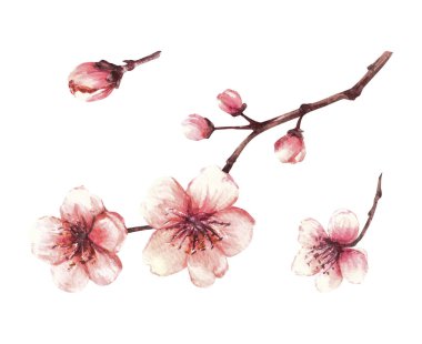 Bahar ağaçlarının tomurcukları. Sakura dalları, kiraz, çiçek açan elma ağaçları, çiçekler ve tomurcuklar. Selamlama için suluboya el çizimi, yabani otları ayıklama davetiye kartı, soyutlanmış beyaz arkaplan.