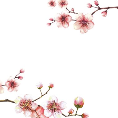 Bahar ağacı şablonundan filizlenen bir dal. Sakura, kiraz, elma ya da kayısı tomurcukları ve çiçekler çiçek açar. Kart etiketi için bahar mevsimi suluboya klipleri. El, izole edilmiş illüstrasyon beyaz arka plan çizer.