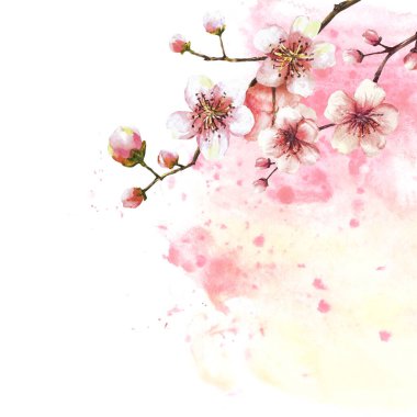 Bahar ağacı şablonundan filizlenen bir dal. Elle çizilmiş çiçek sakura, kiraz veya elma tomurcukları ve suluboya lekeleri arka plana sıçrar. İlkbahar kartı izole illüstrasyon