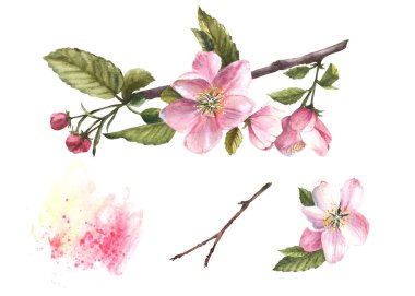 Bir elma dalı ya da başka bir bahar ağacı, çiçekler ve tomurcuklar, suluboya lekelerle açan bahar zamanı. Düğün kartı, davetiyeler, doğum günü kutlaması için seçilmiş el yazısı beyaz arka plan.