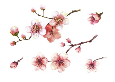 Bahar ağaçlarının çiçekleri. Sakura dalları, kiraz, çiçek açmış elma ağaçları, çiçekler ve tomurcuklar. Selamlama için suluboya el çizimi, yabani otlar için davetiye kartı, beyaz arkaplanda izole edilmiş etiket.