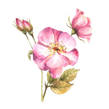 Tomurcukları ve çiçekleri olan suluboya pembe bir gül dalı. Kart, logo, tıbbi etiket baskısı için botanik klipsi. El çizimi çiçek çizimi izole edilmiş beyaz arkaplan.
