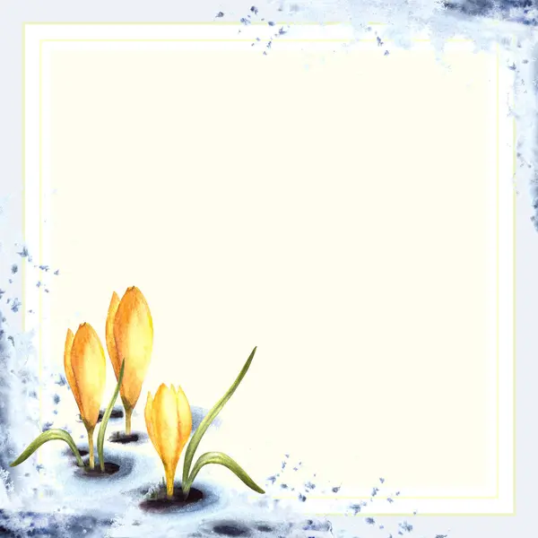 Watercolor painting spring primary flowers illustration Arrival of spring card template. Melting snow landscape blue snow, crocuses, yellow saffron plant sprouting through the snow Isolated background