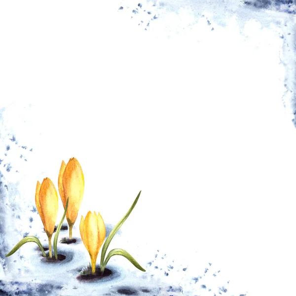Akvarel Malba Jarní Primární Květiny Ilustrace Příchod Jarní Karty Šablony — Stock fotografie