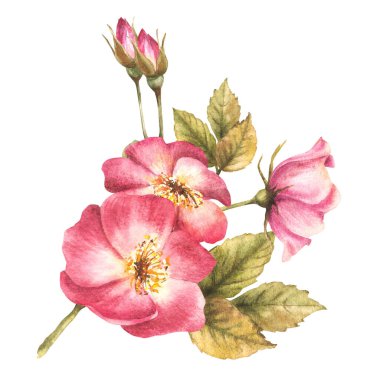 Tomurcukları ve çiçekleri olan suluboya pembe bir gül dalı. Kart, logo, tıbbi etiket baskısı için botanik klipsi. El çizimi çiçek çizimi izole edilmiş beyaz arkaplan.