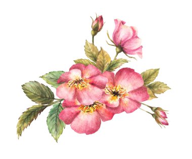 Tomurcukları ve çiçekleri olan suluboya pembe bir gül dalı. Kart, logo, tıbbi etiket baskısı için botanik klipsi. El çizimi çiçek çizimi izole edilmiş beyaz arkaplan.