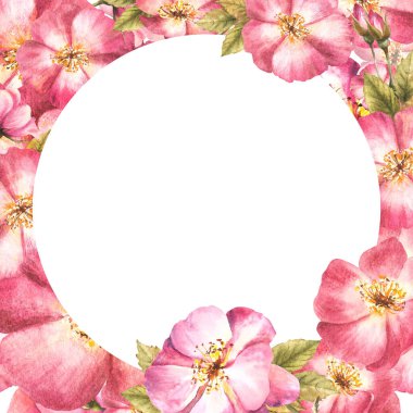 Suluboya çiçek çerçevesi, pembe yabani gül ağacı çiçekleri. Kırmızı çalı, köpek gülü tomurcukları ve yapraklar şablon. Pankart, kartpostal, tıbbi etiket şablonu için el çizimi çizimi. İzole edilmiş arkaplan