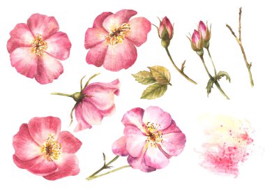 Suluboya pembe çiçek seti, köpek, kanser veya daha parlak gül tomurcukları, suluboya lekeli gövde ve yapraklar, sıçrama. Botanik bahar klipsi. El çizimi flora çizimi izole arkaplan