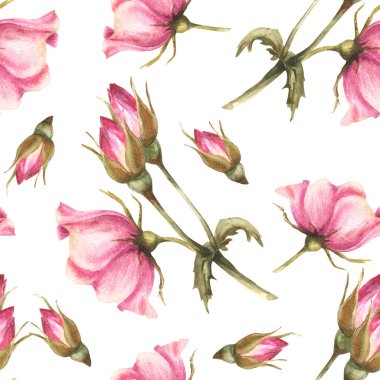 Tomurcukları, çiçekleri ve yaprakları olan suluboya pembe bir gül dalı. Kumaş izi için botanik desenli çiçek deseni. El çizimi resimleme izole edilmiş beyaz arkaplan.