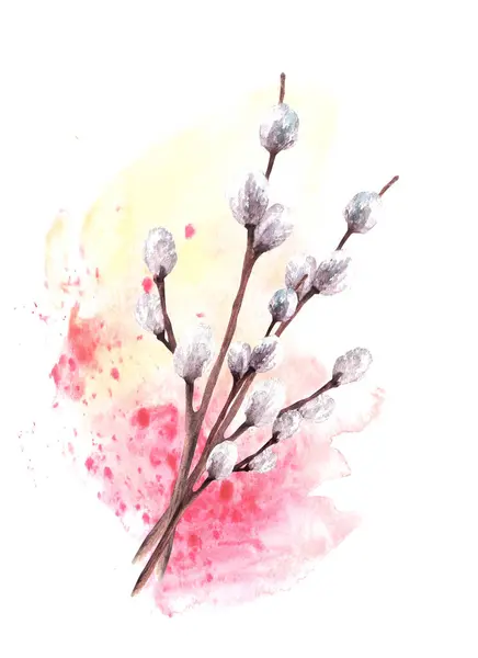 Springtime illustration of fuzzy willow tree on watercolor yellow, pink, rosa spotted splashes background. Spring plant branches. For Easter, Palm Sunday card. Hand drawn watercolor. Isolated clipart