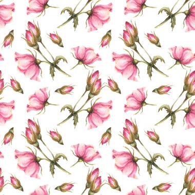 Tomurcukları, çiçekleri ve yaprakları olan suluboya pembe bir gül dalı. Kumaş izi için botanik desenli çiçek deseni. El çizimi resimleme izole edilmiş beyaz arkaplan.