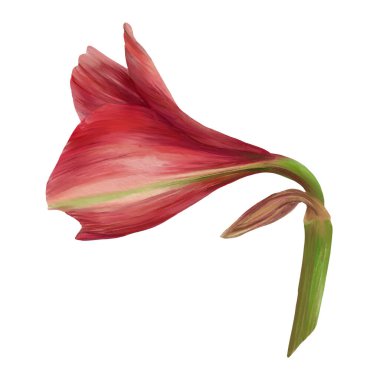 Kırmızı Amarillis çiçekleri, sapları ve tomurcukları, hippeastrum bitkisi. Botanik, çiçek etiketi, kart, düğün, doğum günü davetiyesi baskısı için el çizimi suluboya çizimi.