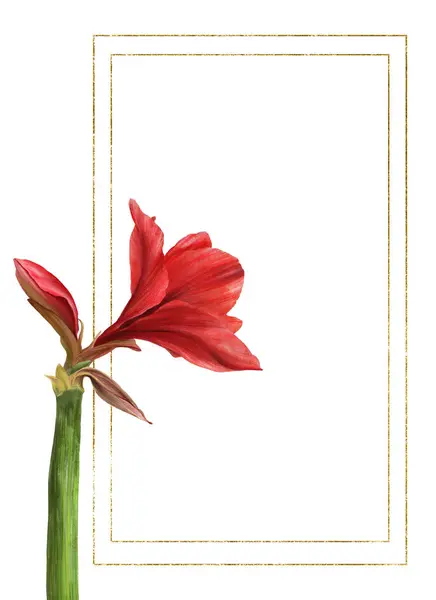 Amarilis Rojo Flores Tallos Brotes Con Marco Oro Plantilla Planta —  Fotos de Stock