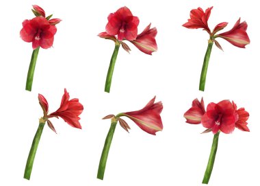 Kırmızı papatya çiçekleri, sapları ve tomurcukları Hippeastrum bitkisi seti. Botanik, çiçek etiketi, kart, düğün, doğum günü davetiyesi baskısı için elle çizilmiş suluboya çizimi izole edilmiş beyaz arka plan