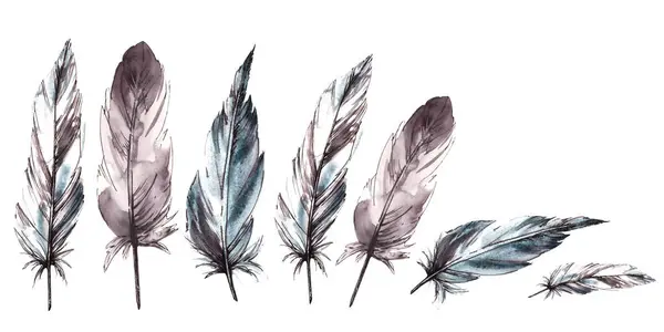 Akvarel Malované Monochromatické Peří Uspořádání Ptačí Peří Grafickou Linkou Přírodní — Stock fotografie