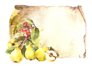  Sarı ayva, Japon armudu, çiçekli, tomurcuklu ve yapraklı meyveler eski kağıt arka planda asılı duruyor. Elle boyanmış suluboya resim. Etiket şablonunu iç. İzole edilmiş Clipart