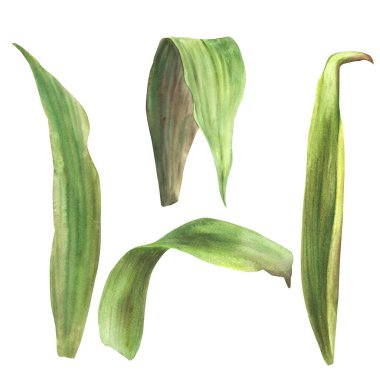 Tropik bromeliad yaprakları, ev bitkisi izinleri. Yaşayan bitkiler egzotik güney yeşili, orman yeşili çiçekleri. Suluboya botanik gerçekçi el çizimi izole edilmiş beyaz arkaplan. 