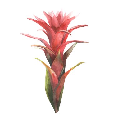 Tropik bromeliad çiçeği, ev bitkisi. Ev bitkileri yapraklı egzotik kırmızı bromeliaceae tomurcuğu, iungle tropikal çiçekli Clipart. Baskı için suluboya el çizimi. İzole edilmiş beyaz arkaplan. 
