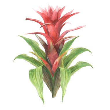 Tropik bromeliad çiçeği, ev bitkisi. Yaşayan bitkiler yapraklı egzotik kırmızı güney tomurcukları, orman yeşilliği çiçekleri. Suluboya, botanik el çizimi. İzole edilmiş beyaz arkaplan. 