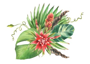 Kırmızı çiçekli tropik yapraklar, palmiye yaprağı, sarmaşık yaprakları, ev bitkisi yeşilliği. Egzotik güney yaprağı, tomurcuk ormanı çiçekli tırnak boyası suluboya resim. İzole edilmiş beyaz arkaplan. 