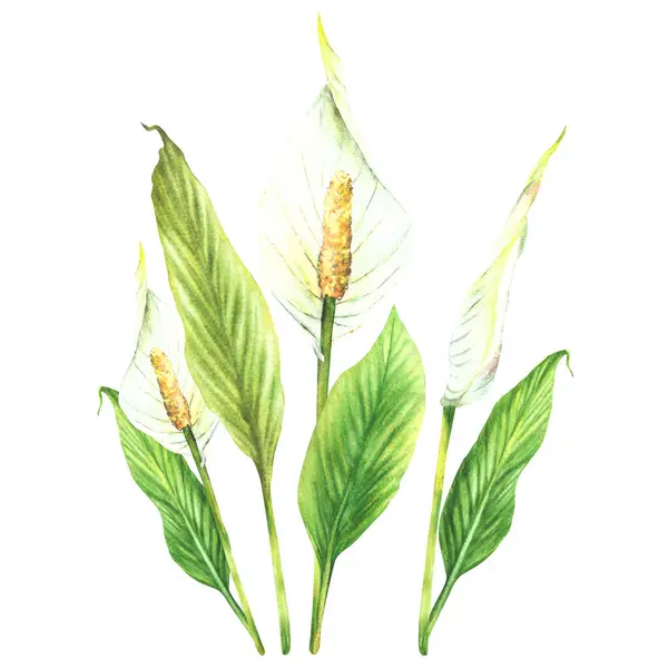 Букет Растений Антуриума Тропические Листья Бутон Белые Цветы Домашние Растения Лицензионные Стоковые Изображения