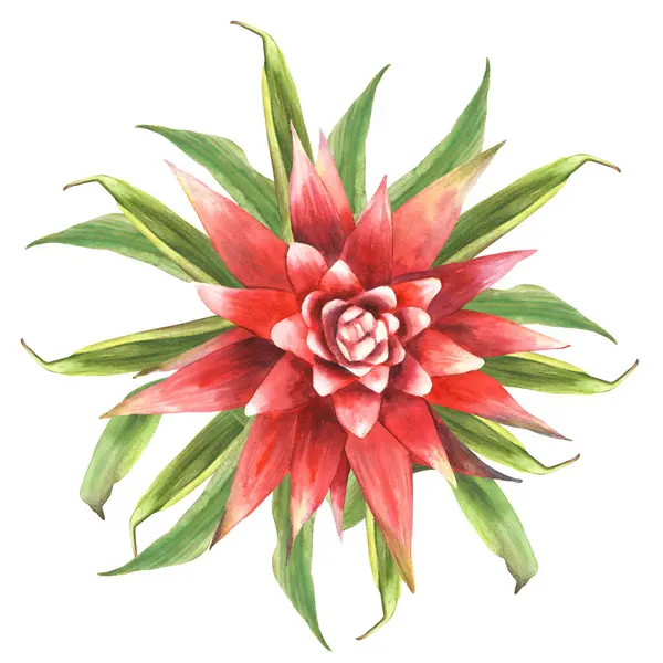 Тропический Цветок Бромелия Растения Красного Дома Экзотические Листья Бутон Домашние Стоковое Изображение