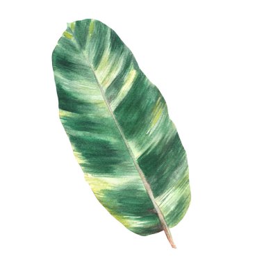 Tropik yapraklar, orman bitkileri. Ev bitkileri kalathea yaprağı, egzotik tropikal yapraklar. Suluboya el çizimi çizimi. Gerçekçi ev çiçekleri ormanı. Botanik çıkartması. İzole edilmiş beyaz arkaplan. 