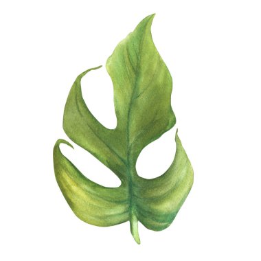 Tropik yapraklar, orman canavarı bitkileri. Ev bitkileri yaprakları, yapraklar. Suluboya el çizimi, yeşil yaşam bitkisi, çıkartma için egzotik yeşillik, kart logosu izole edilmiş beyaz arkaplan. 