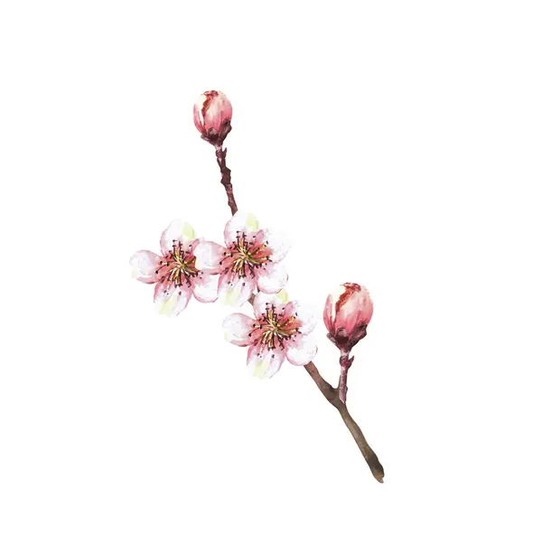 Квітуча Гілка Дерева Сакури Вишні Яблучних Або Абрикосових Бруньок Квітів Ліцензійні Стокові Зображення
