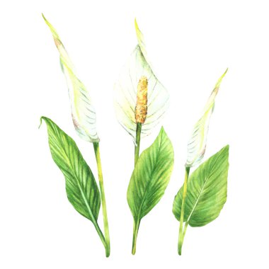 Tropik yapraklar, anthurium çiçekleri, orman bitkileri. Ev bitkileri yaprağı, flamingo çiçekleri, egzotik tropikal yapraklar. Yazdırma Suluboya el çizimi illüstrasyonu için tırman. İzole edilmiş beyaz arkaplan. 