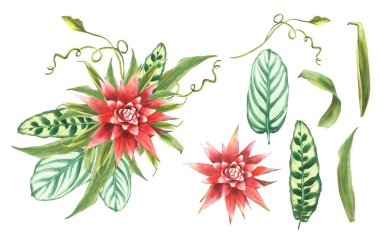 Tropik buket, bromeliad çiçeği, palmiye yaprağı, kalathea, sarmaşık, ev bitkisi yaprakları. Egzotik güney tomurcuk ormanları yeşillik çiçekleri. Suluboya el çizimi çizimi. İzole edilmiş beyaz arkaplan. 