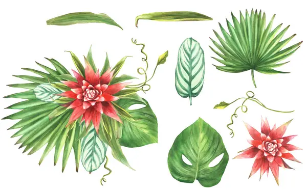 Tropical bouquet, bromeliad flower, palm leaf, calathea, creeper, home plant leaves. Exotic southern bud jungle greenery floral clipart. Watercolor hand drawn illustration. Isolated white background.