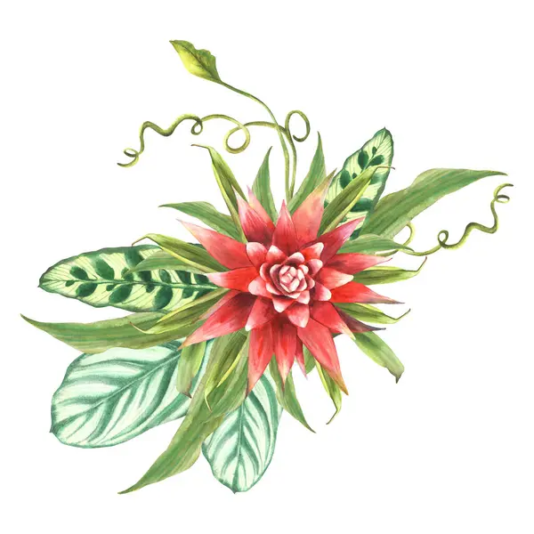 Тропический Букет Цветок Бромелии Пальмовый Лист Калатея Ползучий Листья Домашних Стоковое Изображение